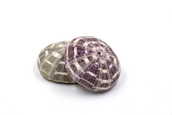 Purple and Green Sea Urchin